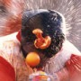 Battle of the Oranges icon