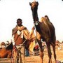 Pushkar Fair icon