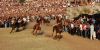 Ardia di Costantino thumb 9