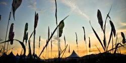 Bažant Pohoda festival