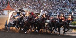 Calgary Stampede festival