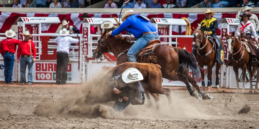 Calgary Stampede image 5