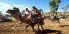Camel Cup thumb 4