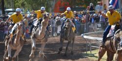 Camel Cup festival