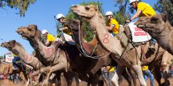 Camel Cup festival