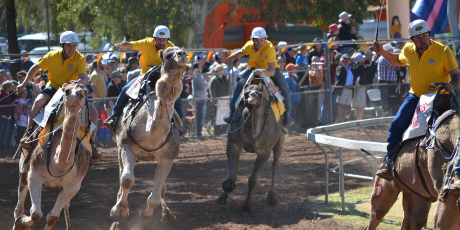 Camel Cup image 1