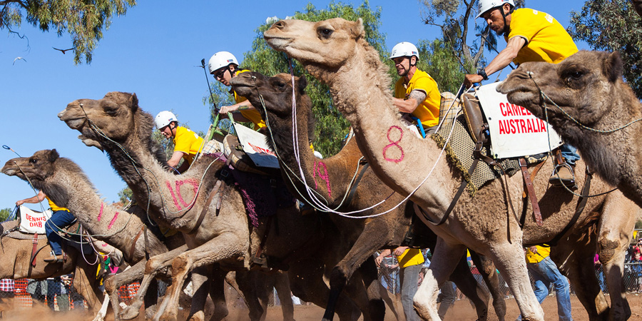 Camel Cup image 2