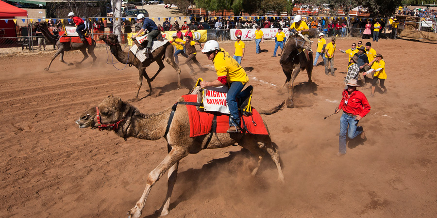 Camel Cup image 3
