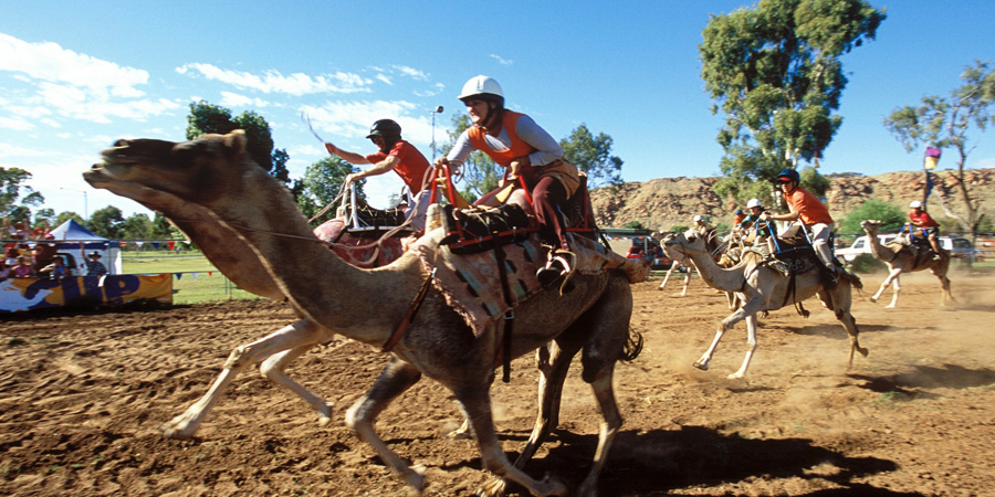 Camel Cup image 4