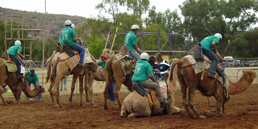 Camel Cup image 7