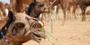 Pushkar Fair thumb 1