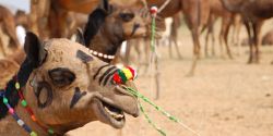 Pushkar Fair festival
