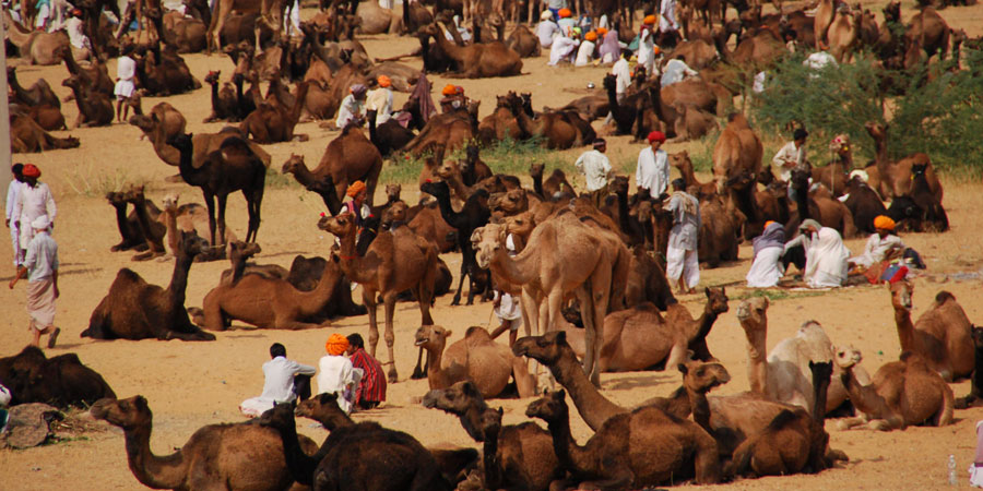 Pushkar Fair image 0